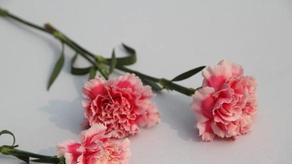 康乃馨花语的深意（浓情蜜意）