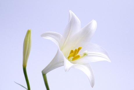 白百合花的寓意与象征意义（从纯洁、清雅到哀思）