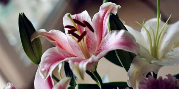 白百合花的象征意义与寓意（纯洁）