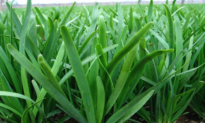 韭菜的生长季节及上市时间（了解韭菜的生长周期）