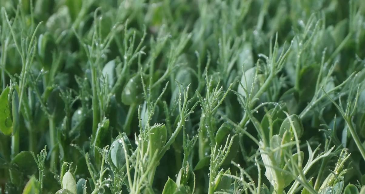 韭菜的最佳播种时间与适宜方式（分播种是种植韭菜的最佳方式）