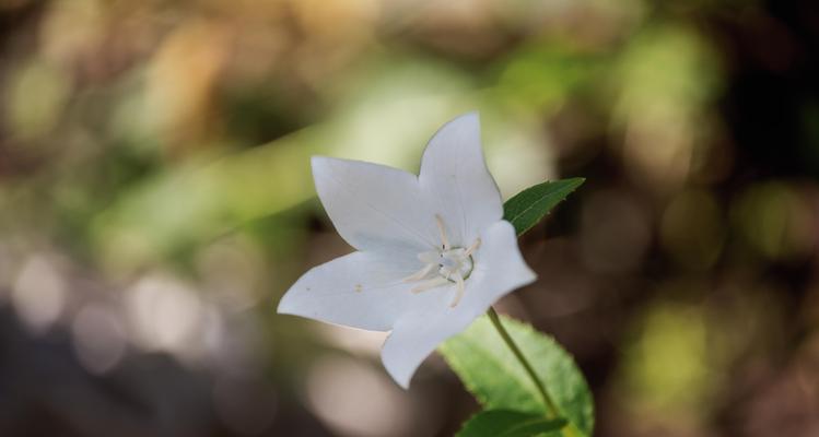 白色桔梗花的寓意（桔梗花的寓意及象征意义解析）