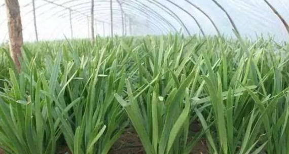 如何选择适宜的肥料来种植韭菜（肥料种类与韭菜生长的关系）