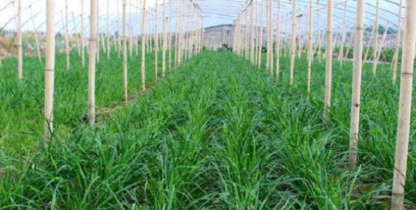 韭菜种植高产技术与管理方法（从选种到收割）
