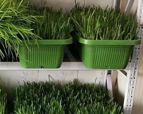 韭菜种植全攻略（时间、方法、技巧一网打尽）