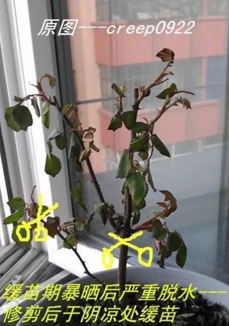 韭兰花谢后的正确处理方法（让你的花园更加美丽的秘诀）