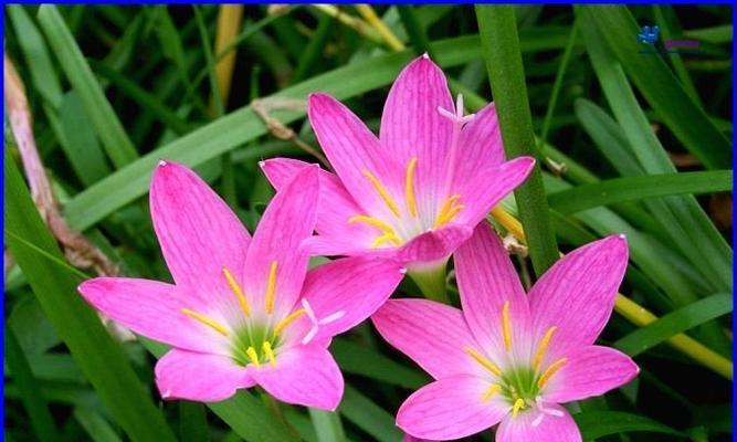 韭兰的种植与护理技巧（从选种到收获）
