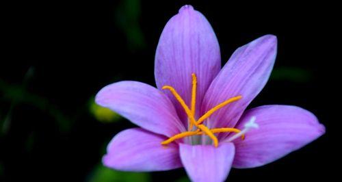 探秘韭莲花语（花开花落）