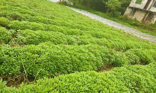 探秘救心菜——一种养生蔬菜的全面介绍（从发源地到药膳应用）