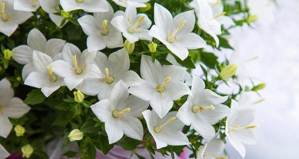 桔梗花开花时间及花期一览（了解桔梗花的开花时间）