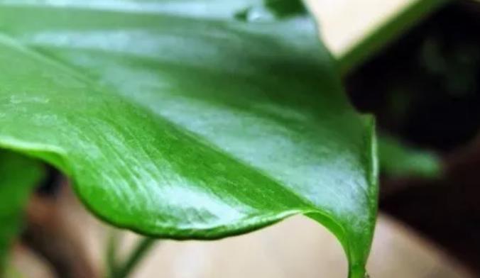 搬新家客厅放植物，这些盆栽最适合（让您的新家更有活力）