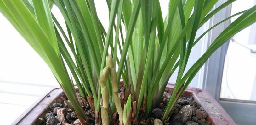 兰花换盆的最佳时机（在哪个季节换盆最适合）