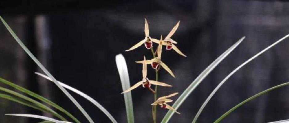 玉兰花的开花时间及次数（一年四季）