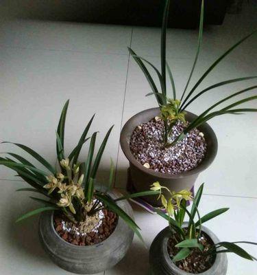 白兰花种植（一场选址盆型的盆栽争论）