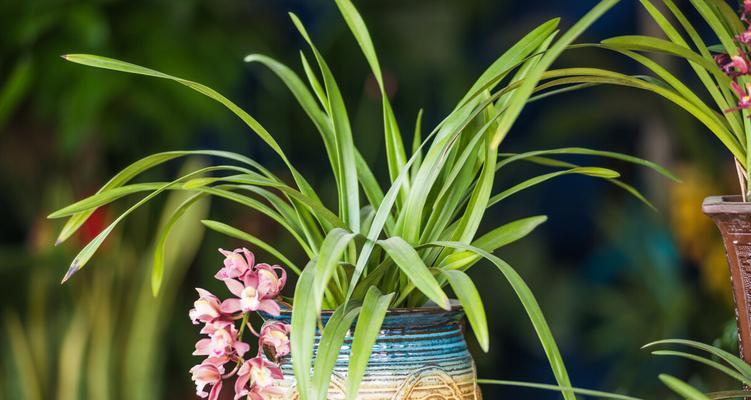吊兰花的毒性和适宜室内养护方式（了解吊兰花的毒性）