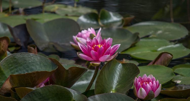 莲花的开花特点（一年开几次花）