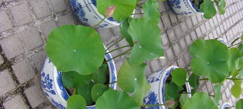旱莲花——室内美丽养护之良选（毒性低、易养护）