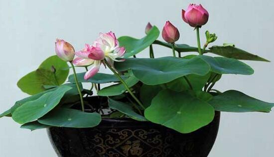 莲花如何养长（教你打造华丽的莲花花园）