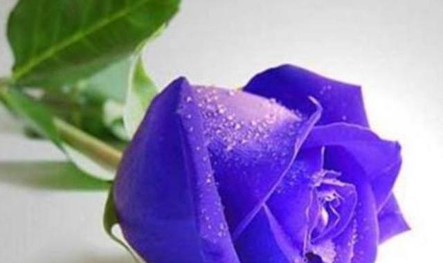17朵玫瑰花语，情意绵绵（唤醒心中的爱）