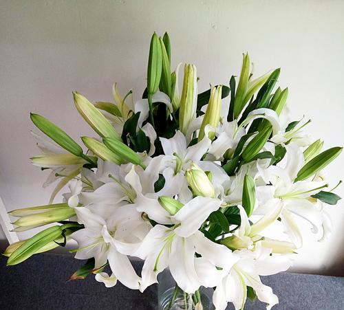 白百合花的象征意义与传承（解读白百合花的内涵与文化价值）