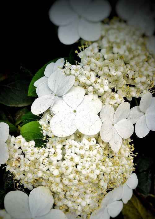 白琼花的美丽与寓意（白琼花花语的深层内涵与启示）