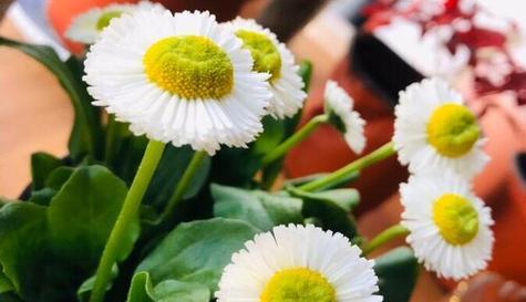 雏菊花的象征意义是什么？（寓意美好的雏菊花与生活）