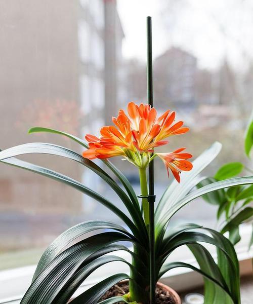 独特自负的花是什么？（探索玫瑰花的神秘之美）
