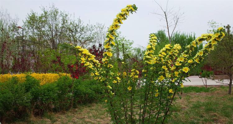 棣棠花花语是什么？（以棣棠花为媒，寓意深远的花朵）