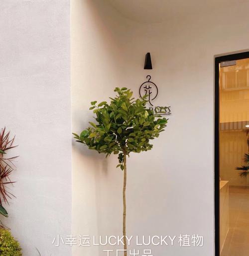 植物招财，助力发展的原因是什么？（打造幸福商业环境）