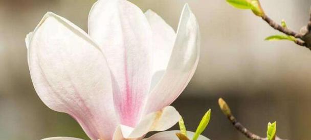 自信之花（自信的花语探秘——花朵散发出的自信力量）
