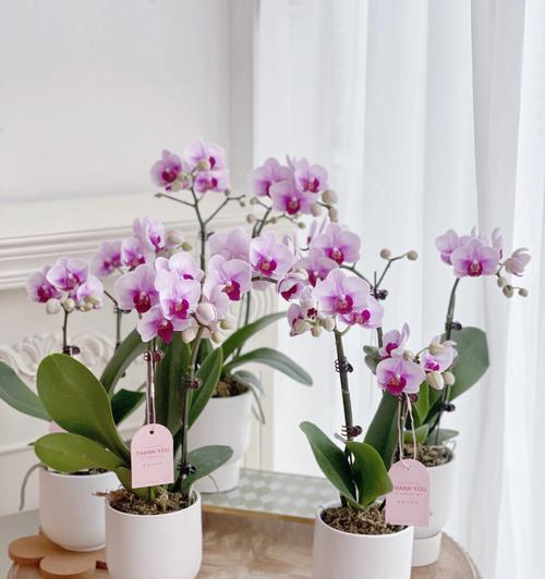 小蝴蝶兰的花语与寓意（深入解读小蝴蝶兰的象征意义）