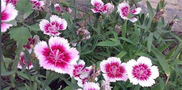 须苞石竹的花语（探寻须苞石竹花语的含义与象征意义）