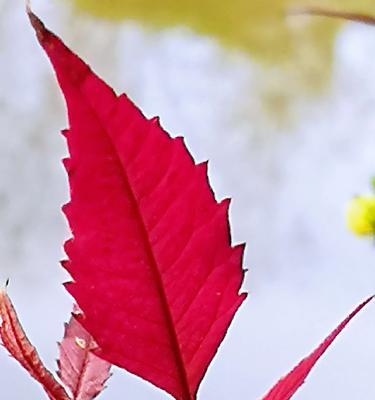 花开狼啸，花语传情（花与狼的奇妙邂逅）