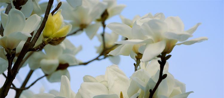 玉兰花（探寻玉兰花的花语和象征意义）