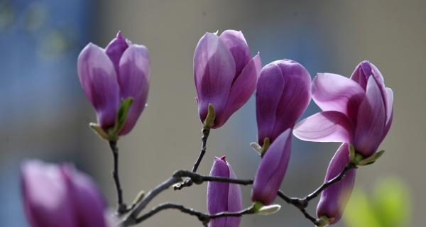 紫色玉兰花之恬静之美（探秘紫色玉兰花花语的含义与传承）