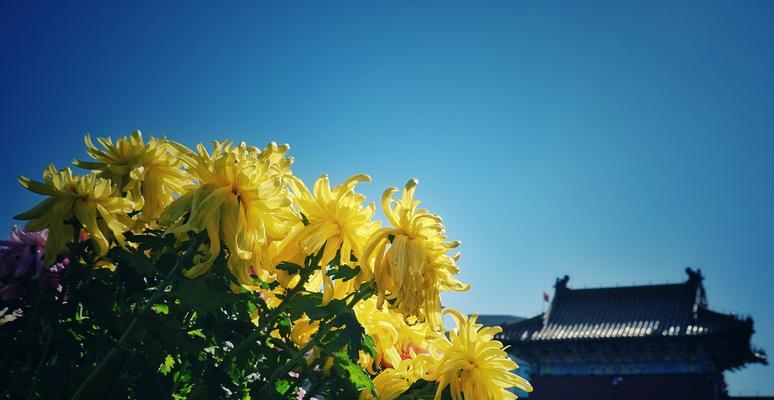 傲霜枝——艰苦中的坚韧与傲骨（以菊残犹有傲霜枝）