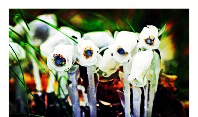 花朵在文化中如何象征死亡的奥秘？（探索生与死）