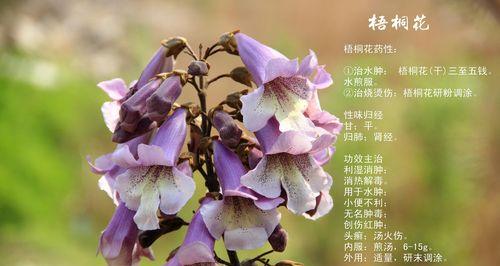 花开花落，花语永恒是什么花？（探秘花朵背后的寓意）