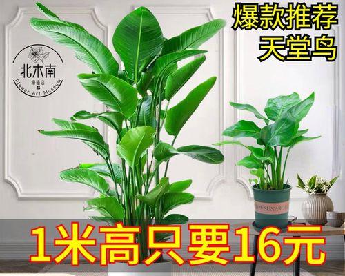 绿植天堂鸟（探究鸟类是否适合在家中饲养）