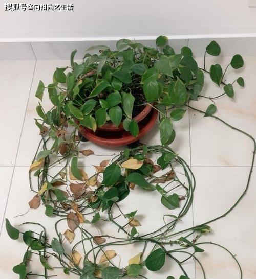 绿植移盆后必须注意的浇水问题（如何正确浇水）