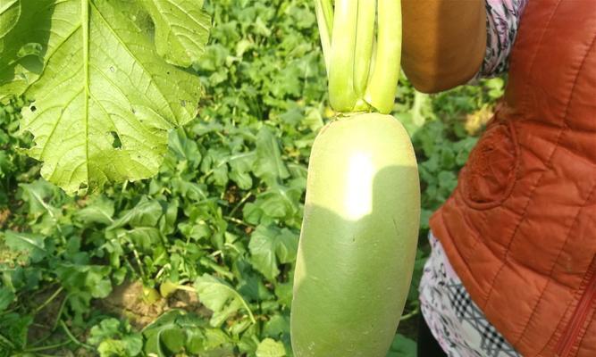 萝卜种植的关键（如何科学浇水）