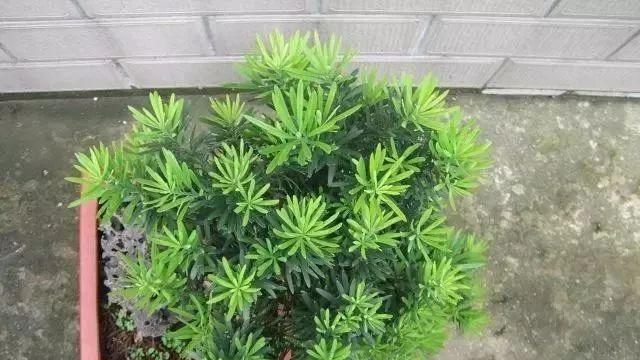 罗汉松肥的施用方法（施肥时间和肥料种类详解）