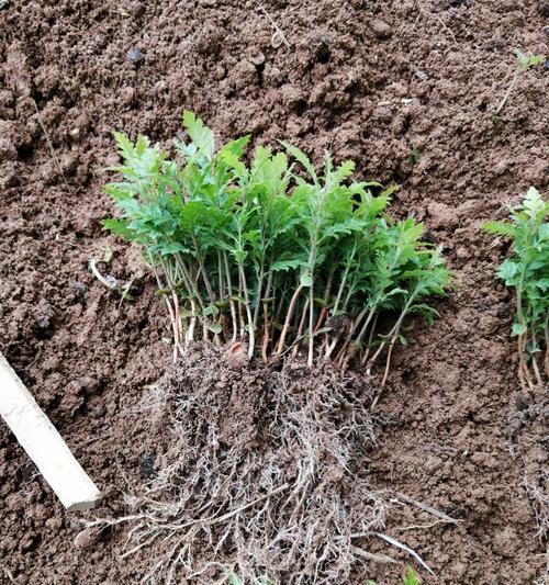 以实生苗为主的植物培育方法（探讨实生苗的意义及其应用价值）
