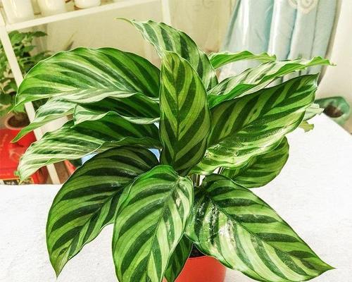 室内厕所门口必备的植物选择（如何选择植物以及养护技巧）