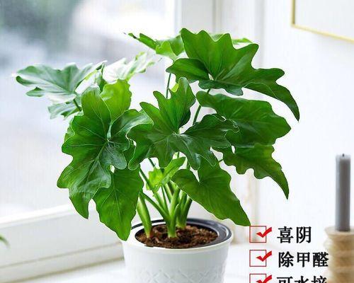 打造室内绿色空间——大叶植物盆栽（家居装饰中的绿色艺术品）
