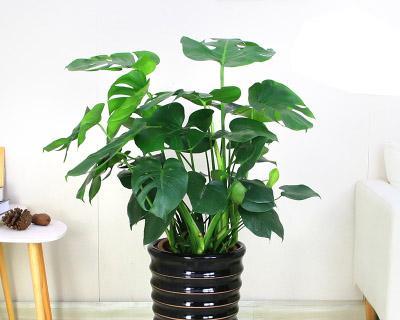 室内高大植物，打造生活的绿色氧吧（如何选择适合自己家的高大植物）