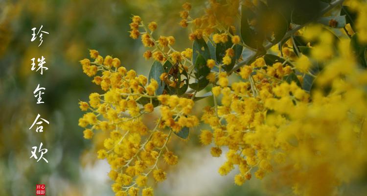 银叶金合欢树花语解析（探寻银叶金合欢树的花语之谜）