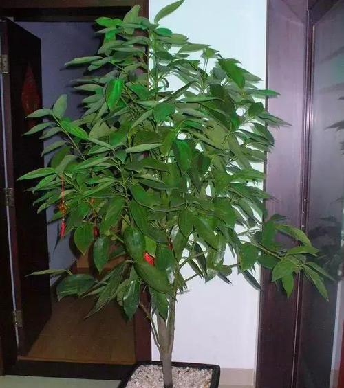 室内旺财花卉的种植与养护（打造花香四溢的室内空间）
