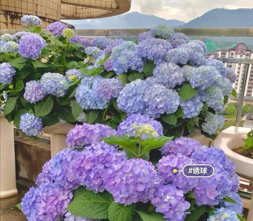 花的花语及其象征意义（揭示花的花语）
