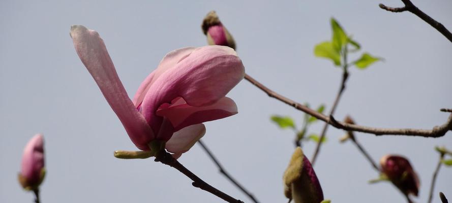 紫玉兰的花语及其美丽寓意（揭秘紫玉兰的意义与象征）